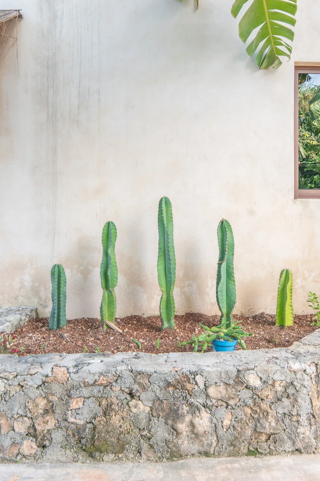 Row of columnar cactuses along white wall
